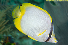 spotfin butterflyfish